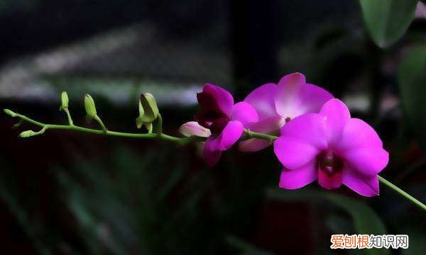 蝴蝶兰抽箭后怎样养护 蝴蝶兰抽箭后的养护方法