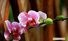 蝴蝶兰抽箭后怎样养护 蝴蝶兰抽箭后的养护方法