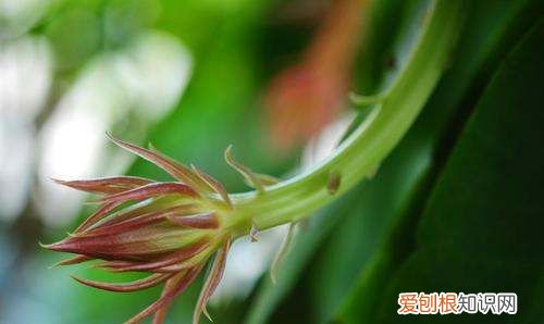 昙花花苞为什么会掉，卷叶昙花的花苞是什么样子