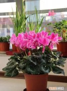 有什么花一年四季都能开花的 一年四季都能开花的花卉