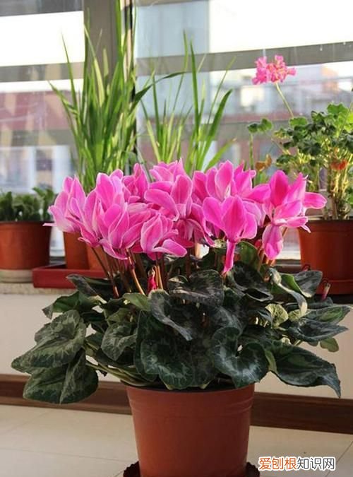 有什么花一年四季都能开花的 一年四季都能开花的花卉