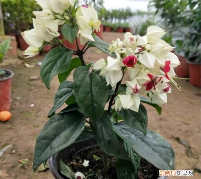 什么植物不开花 哪些植物不开花