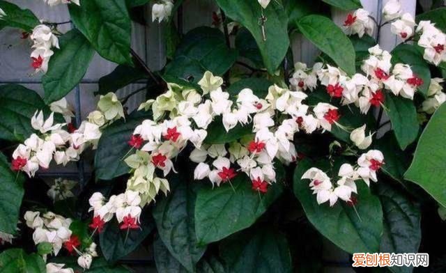 什么植物不开花 哪些植物不开花