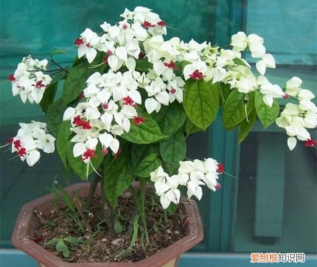 什么植物不开花 哪些植物不开花