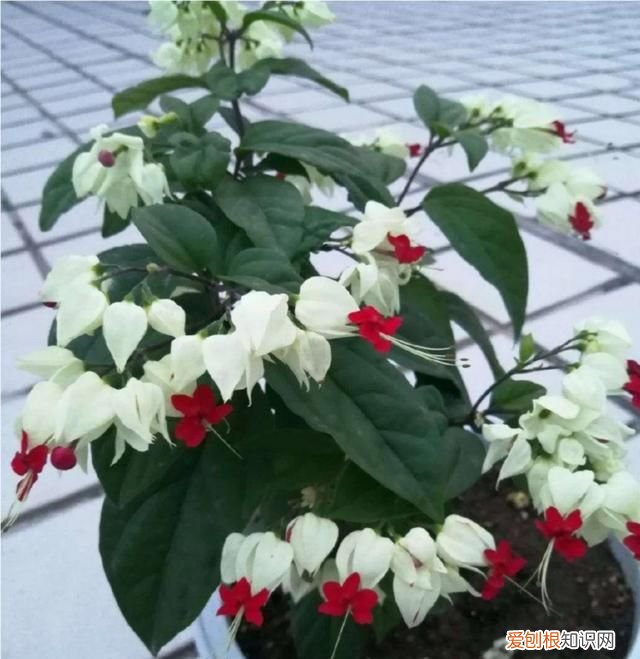 什么植物不开花 哪些植物不开花