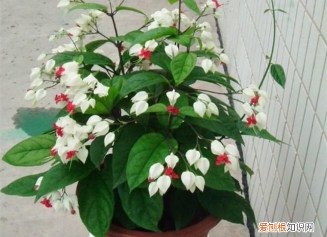 什么植物不开花 哪些植物不开花