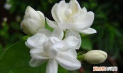 茉莉什么时候开花 茉莉哪个时候开花