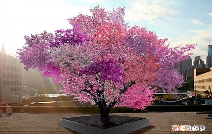 什么水果一年四季会开花结果,什么树四季开花 哪些树四季开花