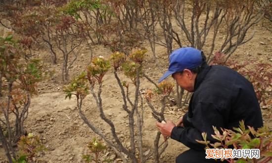 牡丹花怎么修剪 牡丹花如何修剪