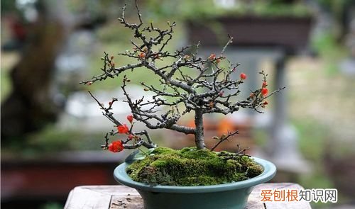 养长寿梅的注意事项 养长寿梅的注意事项有哪些