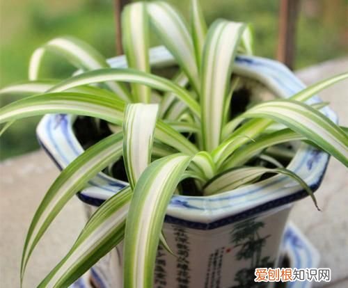 吊兰冬季养殖方法和注意事项 怎样在冬季养吊兰