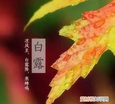 寒露茶和白露茶哪个好,寒露与白露哪一个先到 寒露与白露的简介