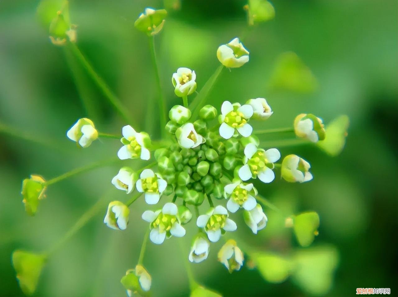 荠菜荠菜图片 荠菜图片欣赏