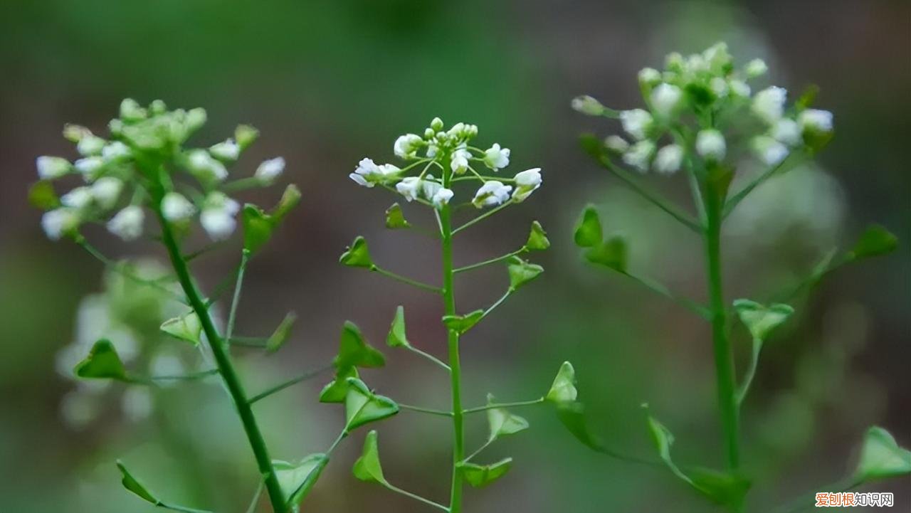 荠菜荠菜图片 荠菜图片欣赏