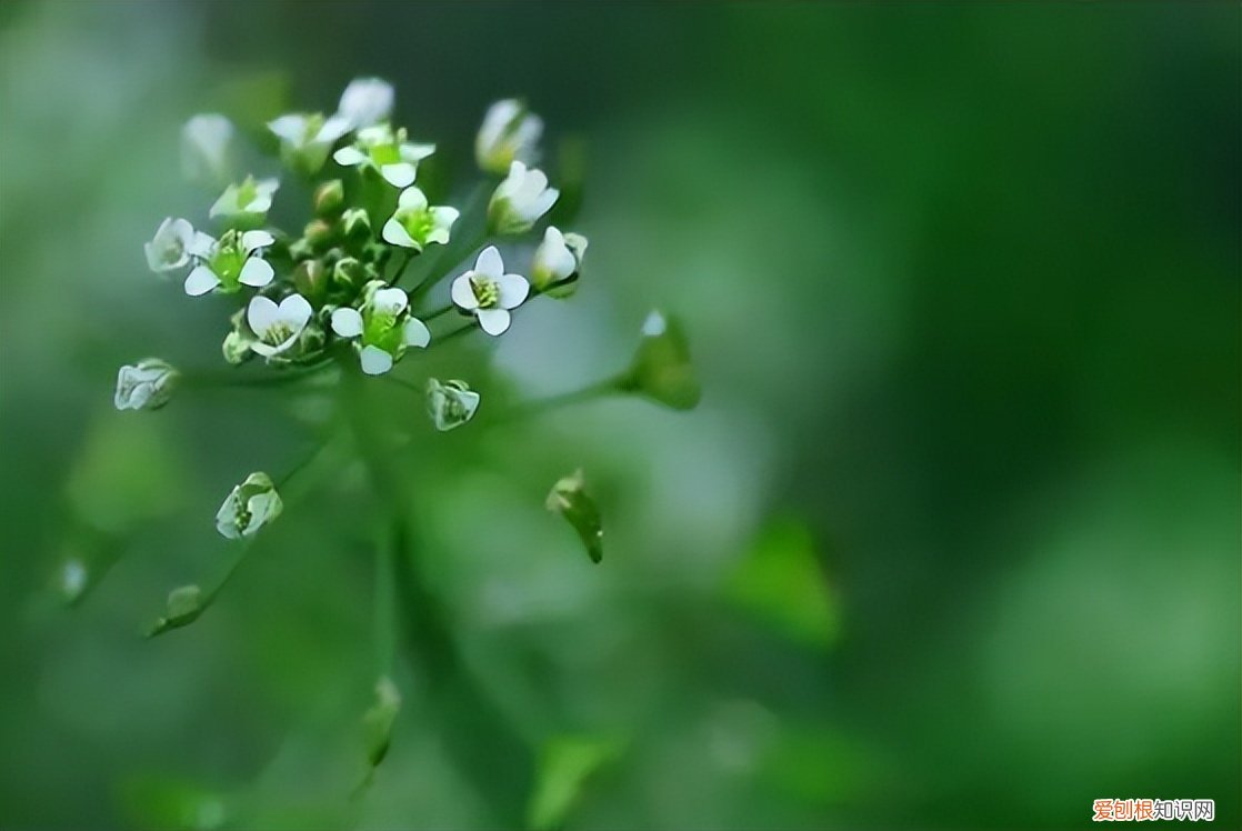 荠菜荠菜图片 荠菜图片欣赏