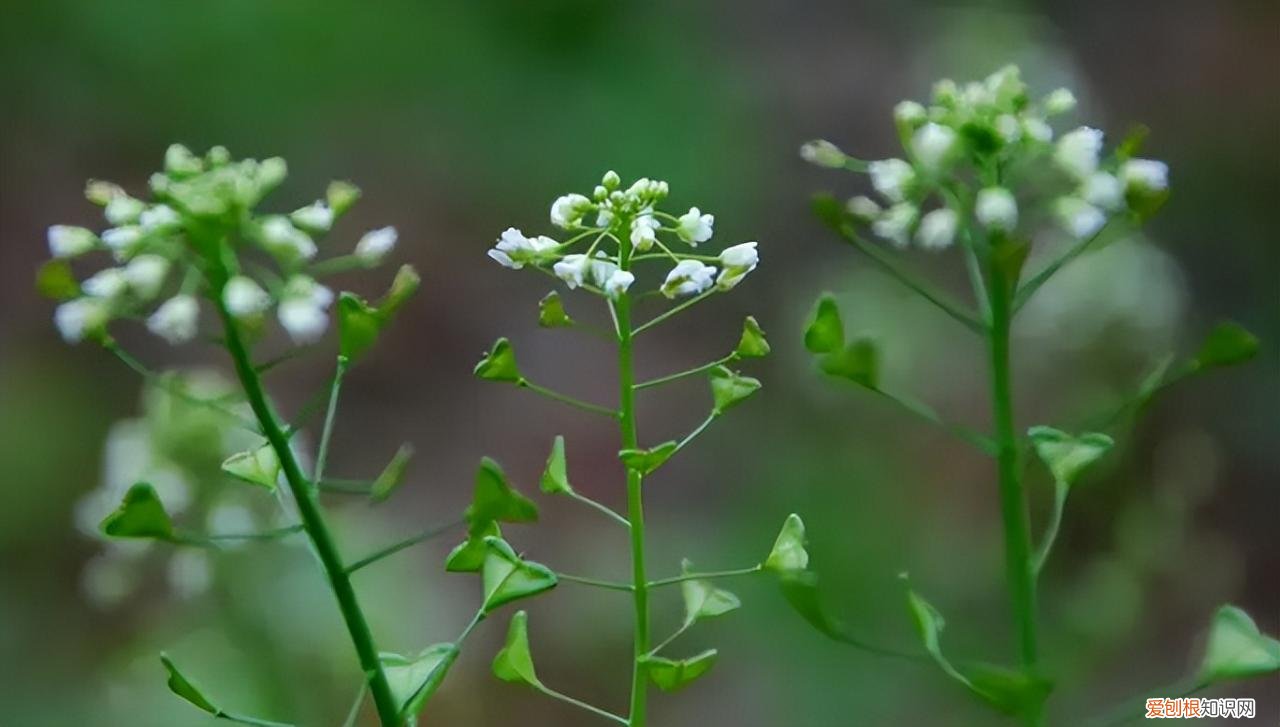 荠菜荠菜图片 荠菜图片欣赏