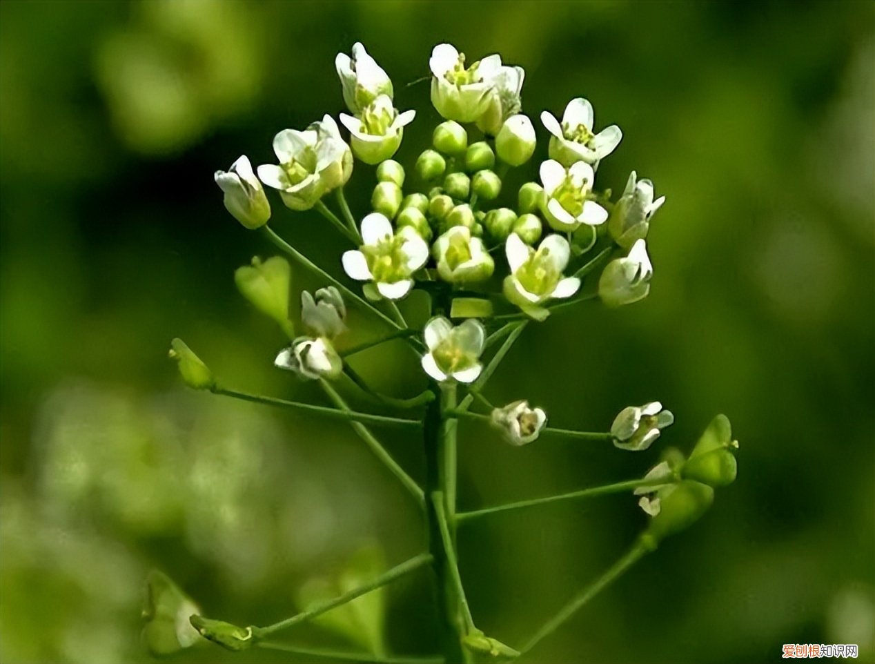 荠菜荠菜图片 荠菜图片欣赏
