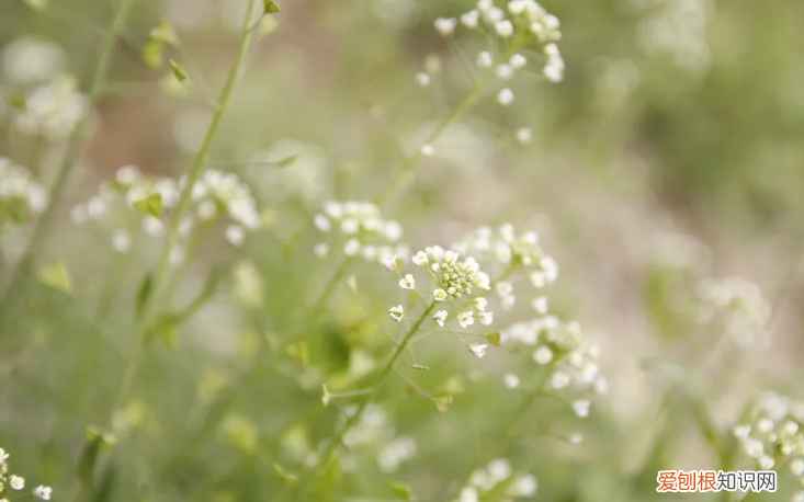 荠菜荠菜图片 荠菜图片欣赏