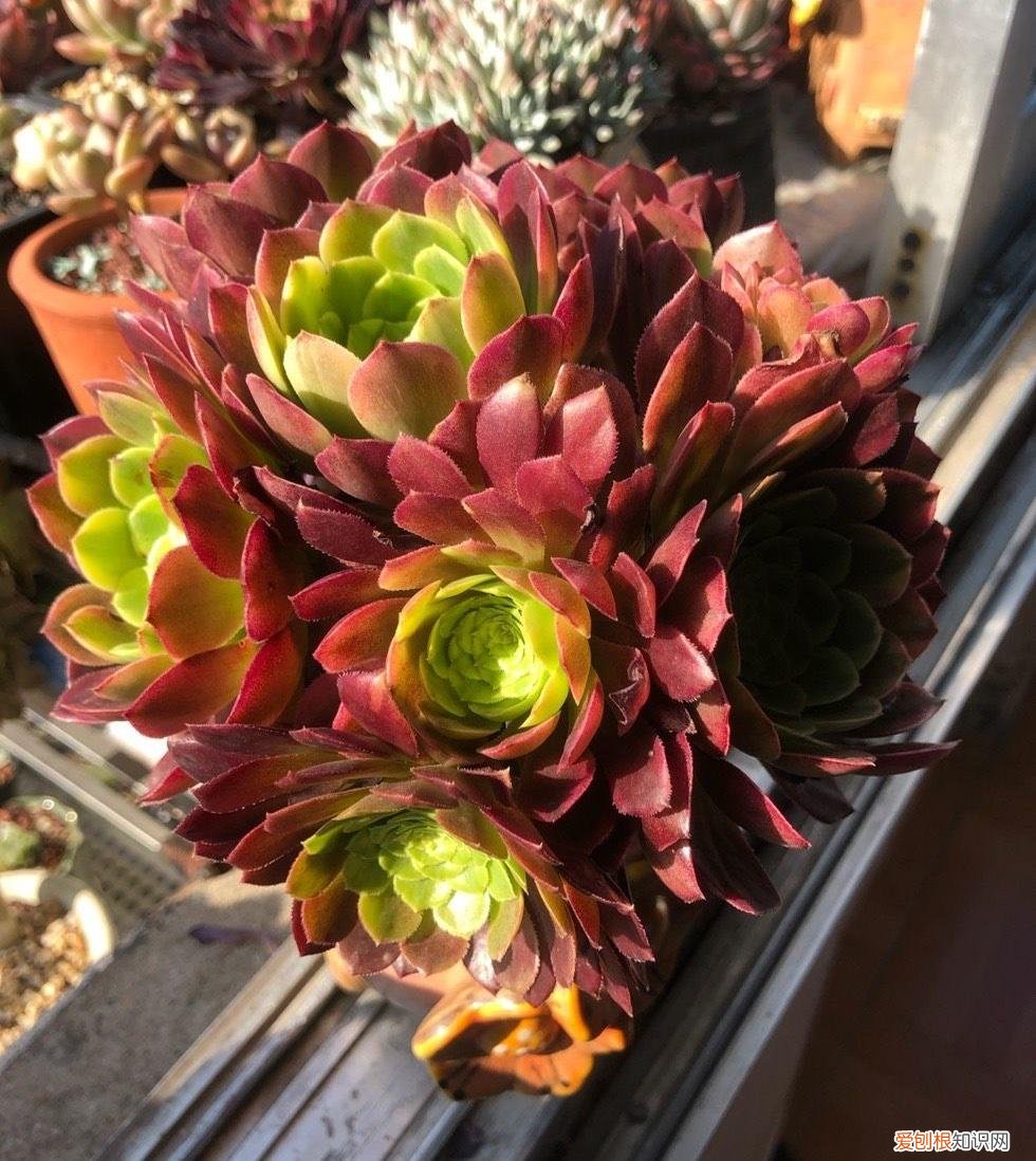 法师多肉养殖方法