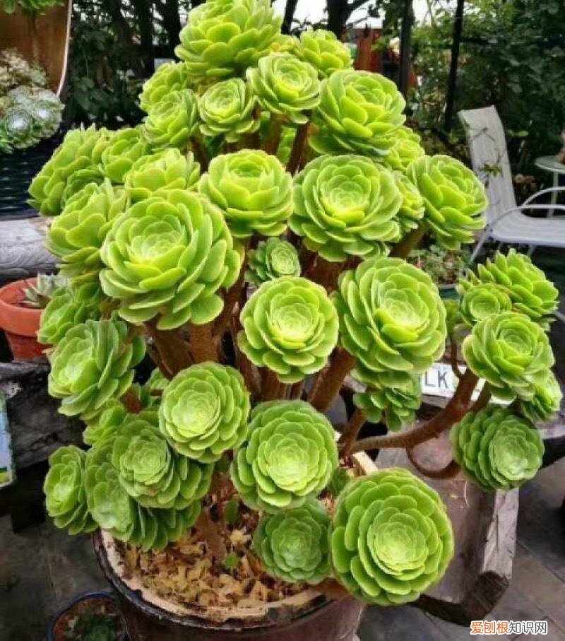 法师多肉养殖方法