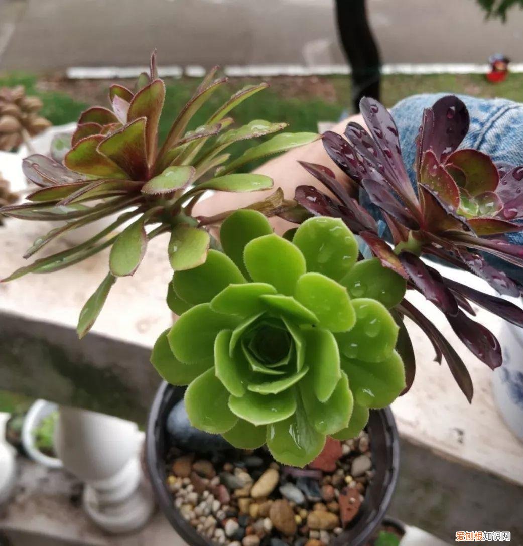 法师多肉养殖方法