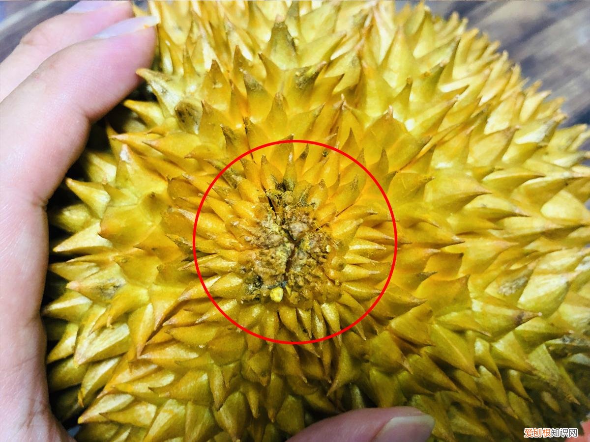 榴莲怎么挑选才肉多多 榴莲怎么选择