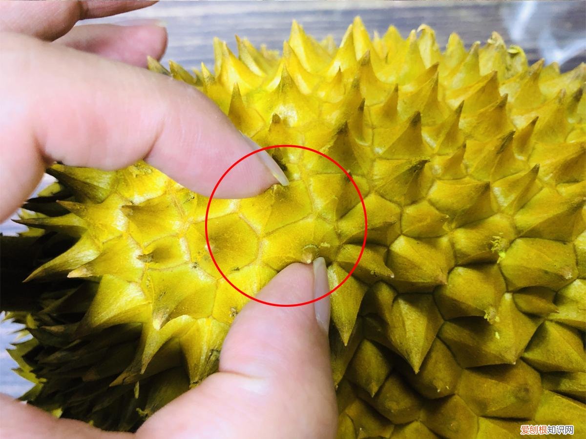 榴莲怎么挑选才肉多多 榴莲怎么选择
