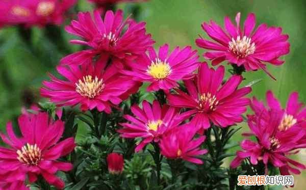 开花是什么季节 开花是哪个季节