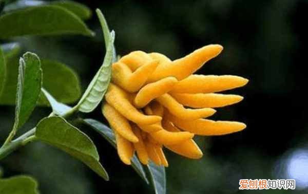 开花是什么季节 开花是哪个季节