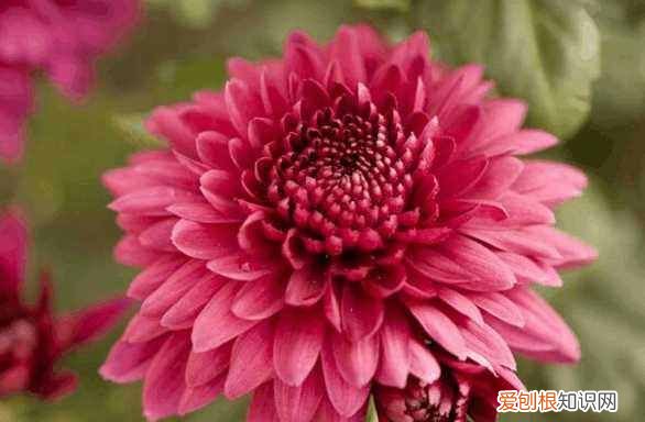 开花是什么季节 开花是哪个季节