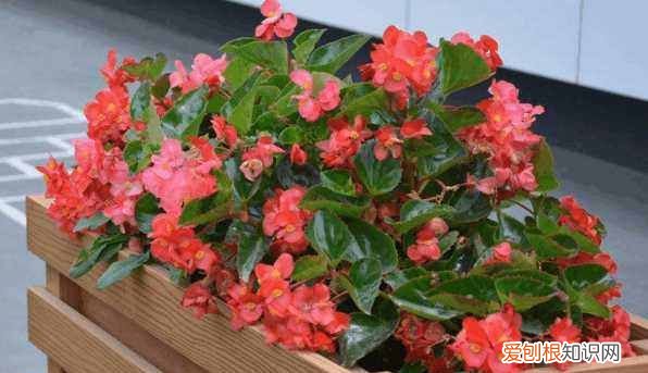 开花是什么季节 开花是哪个季节