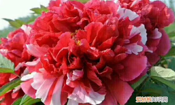 开花是什么季节 开花是哪个季节