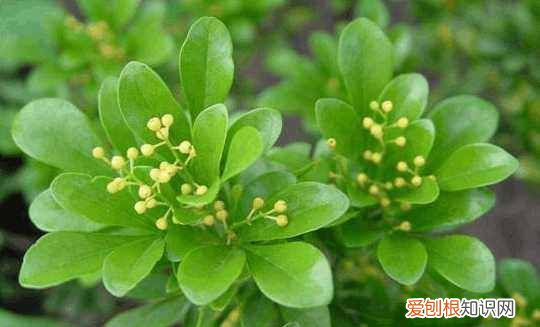 开花是什么季节 开花是哪个季节