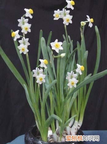 开花是什么季节 开花是哪个季节