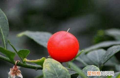 开花是什么季节 开花是哪个季节