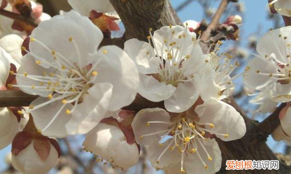 开花是什么季节 开花是哪个季节