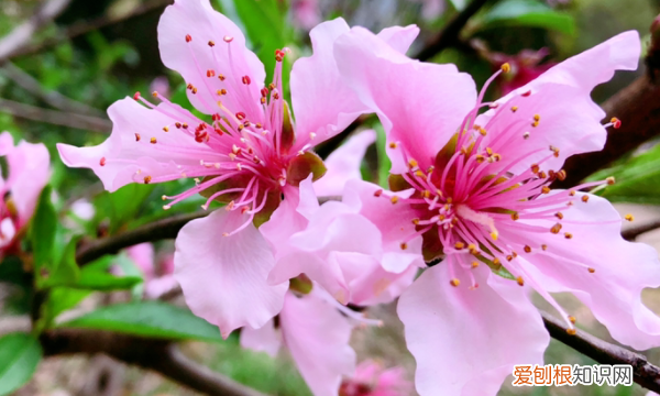 开花是什么季节 开花是哪个季节