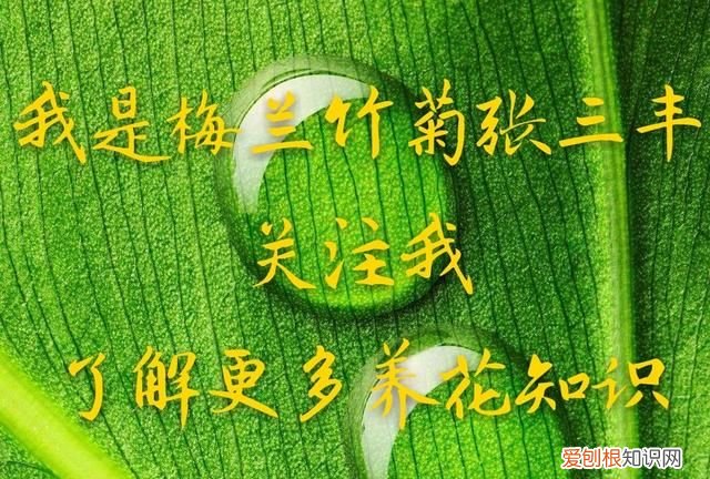 开花是什么季节 开花是哪个季节