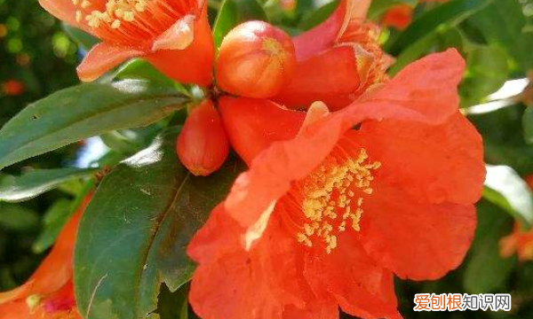 开花是什么季节 开花是哪个季节