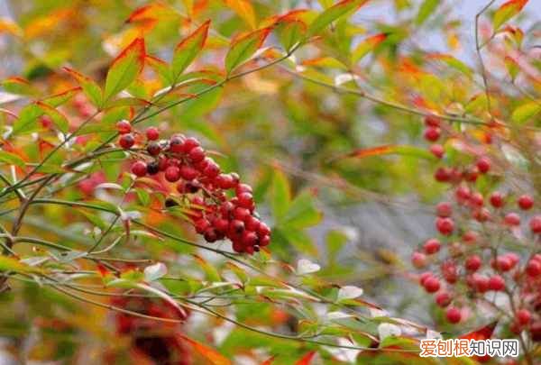 开花是什么季节 开花是哪个季节