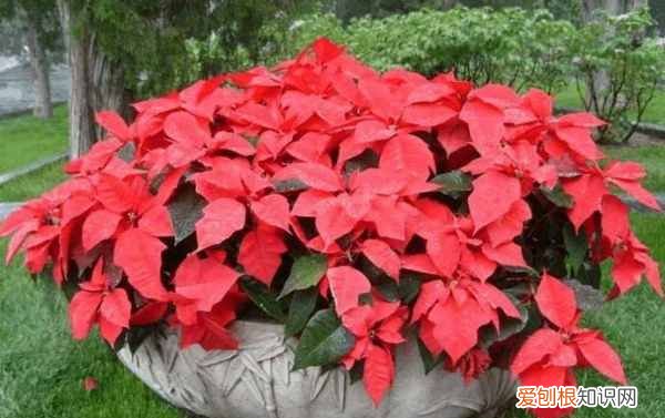 开花是什么季节 开花是哪个季节