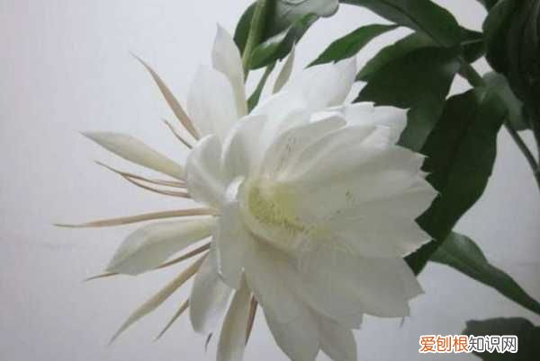 开花是什么季节 开花是哪个季节