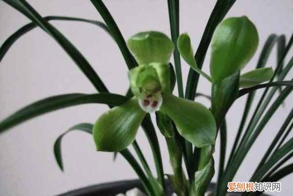 开花是什么季节 开花是哪个季节