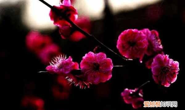 开花是什么季节 开花是哪个季节