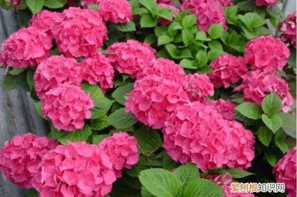 开花是什么季节 开花是哪个季节