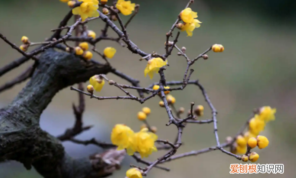 腊梅什么时候开花 腊梅哪个时候开花