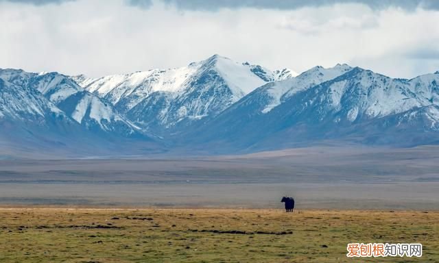 世界十大高原是青藏高原吗