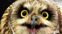 猫头鹰是哺乳动物 猫头鹰是不是哺乳动物