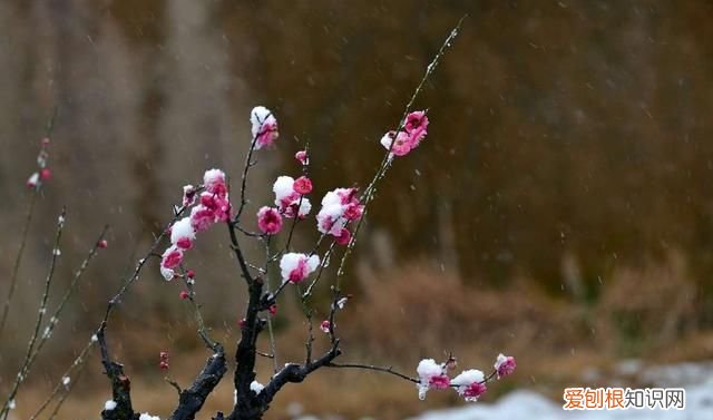 宝剑锋从磨砺出梅花香自苦寒来,宝剑锋从磨砺出梅花香知苦寒来