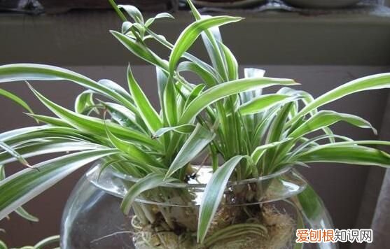 大叶吊兰的养殖方法和注意事项 大叶吊兰如何养殖